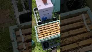 Introducing buckfast queen cells into Welsh Black Bee Nucs.