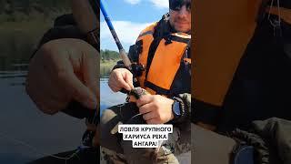 СИБИРСКАЯ ТАЙГА ® ЛОВЛЯ КРУПНОГО ХАРИУСА РЕКА АНГАРА #природа #река #рыбалка #охота #лайки