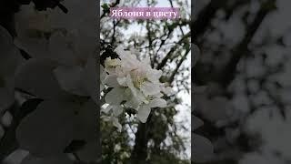 Яблоня цветет