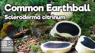 Common Earthball - Scleroderma Citrinus