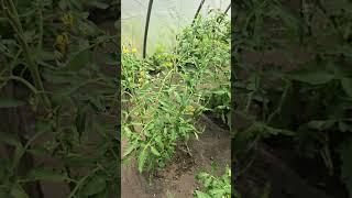 Томаты сочные и крепкие вот секрет