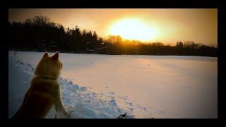 【秋田犬】毘沙門VLOG紹介動画 PART 1　秋田犬のびしゃもんと雪山での生活の様子をご紹介　4K