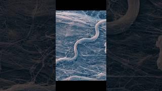 Первозданная Красота Под Микроскопом