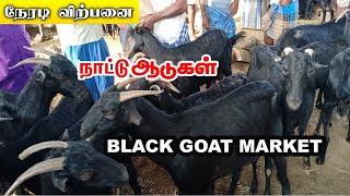 Pure Salem Black Goat Market | Pennagaram Tuesday Goat market, Big Black Goat Sales #tamilvlog #sstv