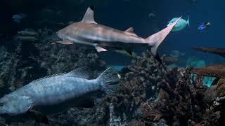 大自然之神奇的海底世界，海洋生物，五顏六色的魚類，美麗的海洋物種，海洋动物、海洋植物