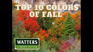 Top 10 Fall Colored Trees for Autumn Planting