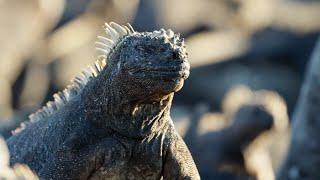 The Marine Iguana | A Perfect Planet | BBC Earth