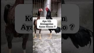 Apa Sih Keunggulan Ayam Shamo ? #ayamshamo #hewanpeliharaan #shorts