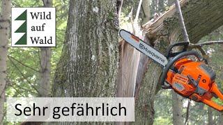 Baumfällung, extrem gefährliches Sturmholz - extremely dangerous tree felling with 550 Mark 2!