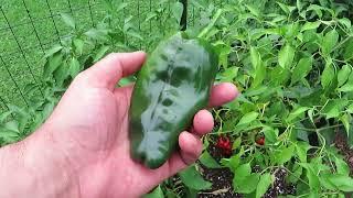 Growing Poblano Peppers