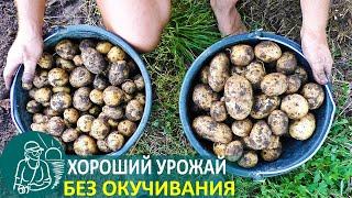  Урожай раннего картофеля без перекопки и окучивания  Выращивание по технологии Гордеевых