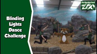 Blinding Lights Staff Dance Challenge at Northumberland Zoo!