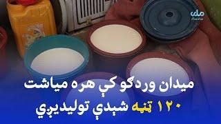 ميدان وردګو کې هره مياشت ۱۲۰ ټڼه شيدې توليديږي