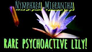 The Rare & Mythically Hallucinogenic - Egyptian Purple / Blue Lotus ( Lily ) Nymphaea Micrantha