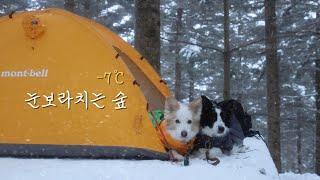 Sleeping Cozily with Dogs in a Snowstorm Forest | Solo Backpacking