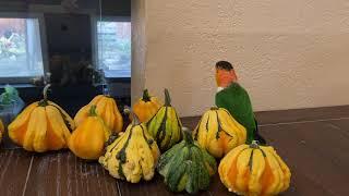 Kumquat Video Montage #1 - Black Capped Caique