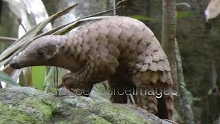 A Tree Pangolin Rescue Being Released into the Wild, Sri Lanka