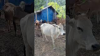 Sapi lembu jinak tanduk runcing #cow #suarasapi #sapimengamuk #sapilucu #sapibima #sapigemuk