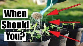 When To Water Seedlings - When Should You?