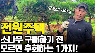 전원주택(시골, 전원)용 소나무 구입시 반드시 체크해야 하는 1가지! [주말용주택, 마당조경]