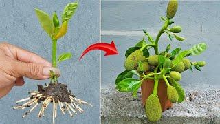 The surprising effect of propagating jackfruit trees by cutting jackfruit peel with ripe bananas