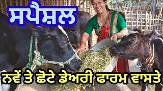 small dairy farmers kiwe successful ho sakde han