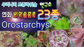 자생종 바위솔종류 연화바위솔 sempervivum flower Orostachys 대한민국 토종 바위솔 연구자료