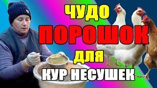 Чудо порошок для кур несушек. Как помочь курам в холодное время.