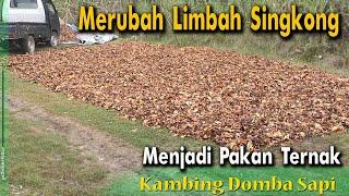 Cara pengolahan awal limbah kulit singkong,pucuk dan pongkol singkong untuk pakan kambing domba sapi