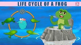Life Cycle Of A Frog! - The Dr. Binocs Show | Best Learning Videos For Kids | Peekaboo Kidz