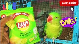 baby parrot short video॥ cute parrot video ॥parrot sound short vi॥ muppet bird#apparrotlover