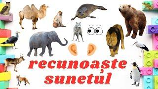 Recunoaste sunetul animalelor - Joaca acasa sau la gradinita!