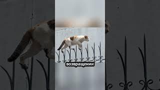 Почему кошки оставляют только один след? #животные