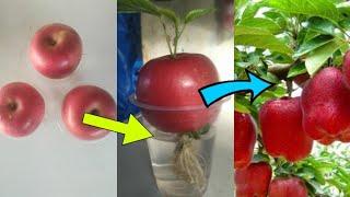 How to grow apple tree from apple fruit