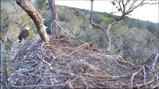 AEF NEFL Eagle Cam 2 27 2018 Spirit~Oops no breaks lands on Mom by Flyeagle78