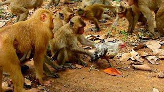 Group of Monkeys VS Rooster, Group of Monkeys caught a Rooster.