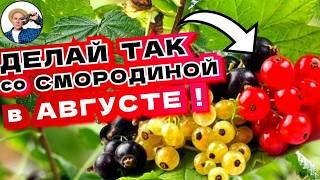 УХОД ЗА СМОРОДИНОЙ В АВГУСТЕ! ПОСЛЕ УБОРКИ УРОЖАЯ