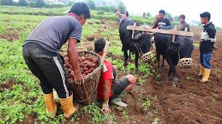 Rural Mountain Village Activities ||  Incredible Hardworking People || East Nepal Village Lifestyle