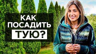  Как посадить тую? Правильная ПОСАДКА ТУИ на участке