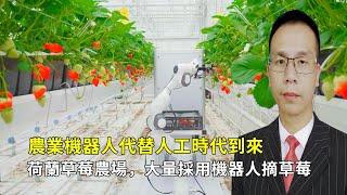機器人代替人工時代到來，荷蘭草莓農場，大量採用機器人採摘草莓！
