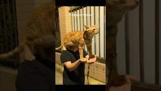 Funny animal videos I found on Instagram and Tiktok #shorts #funnyanimals #cat #funnypets #funny