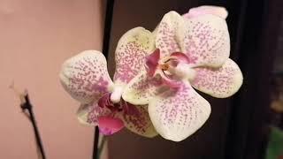 Мой #орхидейный уголок. Часть 2. #Орхидеи #Orhidejas #orchids