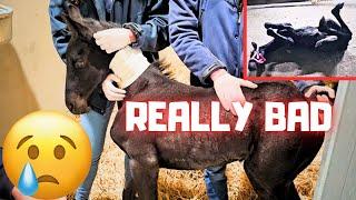 A real nightmare! It looks bad for the youngest foal. We go to the horse clinic | Friesian Horses