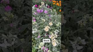 Cool season annuals to plant now Zone 9b