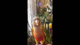 HUNGRY BABY PINEAPPLE CONURE LIVE ASMR SATYISFYING VIDEO