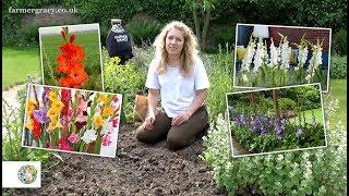 How to plant Gladiolus (bulbs/corms) - FarmerGracy.co.uk