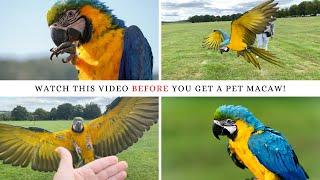 10 things you NEED to know before you get a blue and gold MACAW | SHELBY THE MACAW