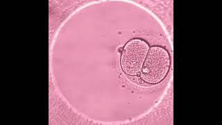 Развитие эмбрионов видео