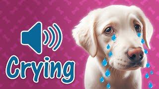 Dog Crying Sound - [ Including Puppies Crying and Whining Noises ]