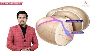 Intralaminar Nuclei of Thalamus - Neuroanatomy Animations